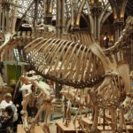 Kostry velkých dinosaurů postavené v historické muzejní hale, pod nimi stojí návštěvníci a prohlížejí si je