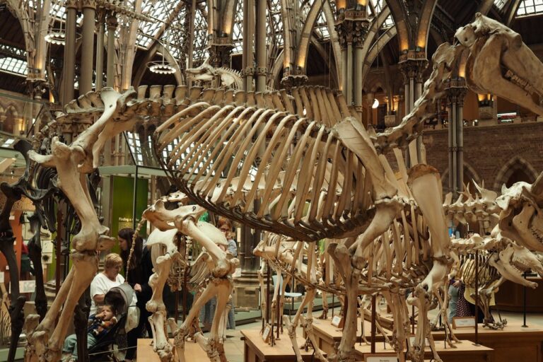 Kostry velkých dinosaurů postavené v historické muzejní hale, pod nimi stojí návštěvníci a prohlížejí si je